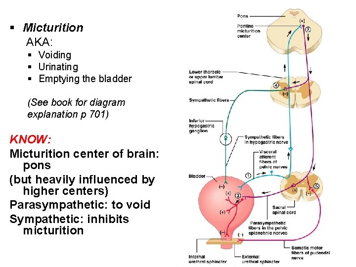 § Micturition AKA: § Voiding § Urinating § Emptying the bladder (See book for