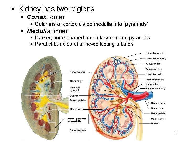 § Kidney has two regions § Cortex: outer § Columns of cortex divide medulla