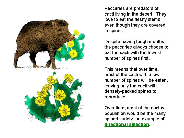 Peccaries are predators of cacti living in the desert. They love to eat the Peccaries are predators of cacti living in the desert. They love to eat the