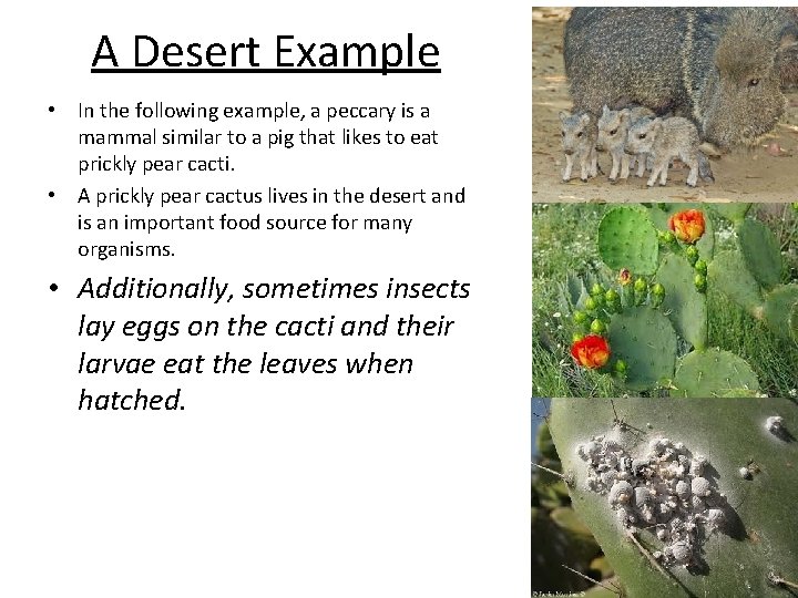 A Desert Example • In the following example, a peccary is a mammal similar A Desert Example • In the following example, a peccary is a mammal similar