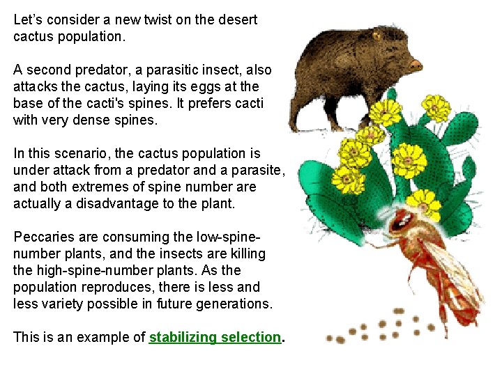 Let’s consider a new twist on the desert cactus population. A second predator, a Let’s consider a new twist on the desert cactus population. A second predator, a