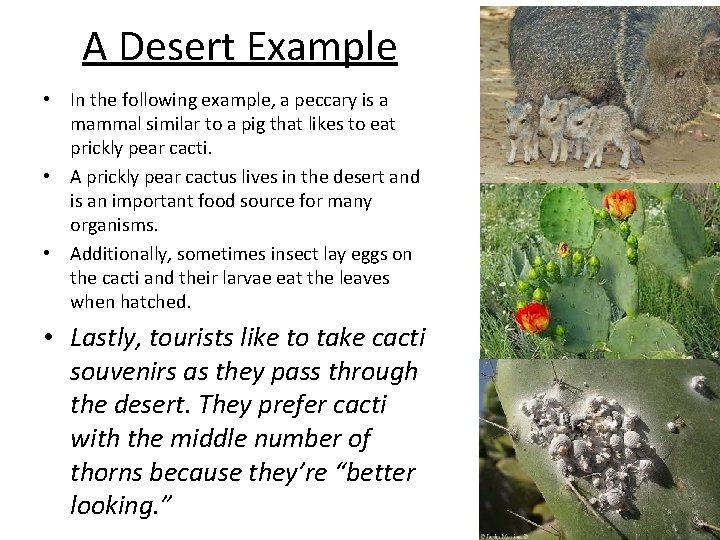 A Desert Example • In the following example, a peccary is a mammal similar A Desert Example • In the following example, a peccary is a mammal similar