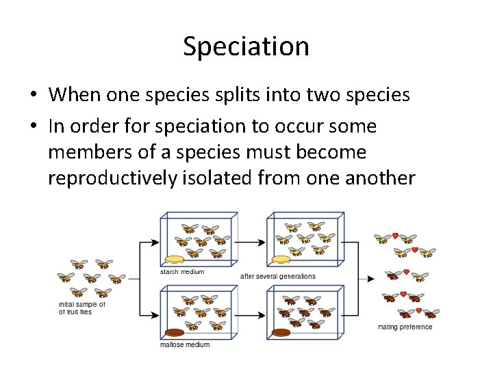 Speciation • When one species splits into two species • In order for speciation Speciation • When one species splits into two species • In order for speciation