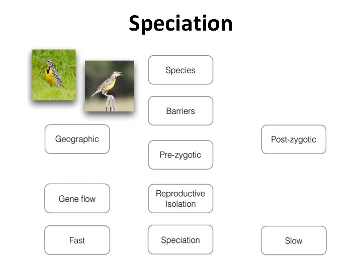 Speciation Speciation