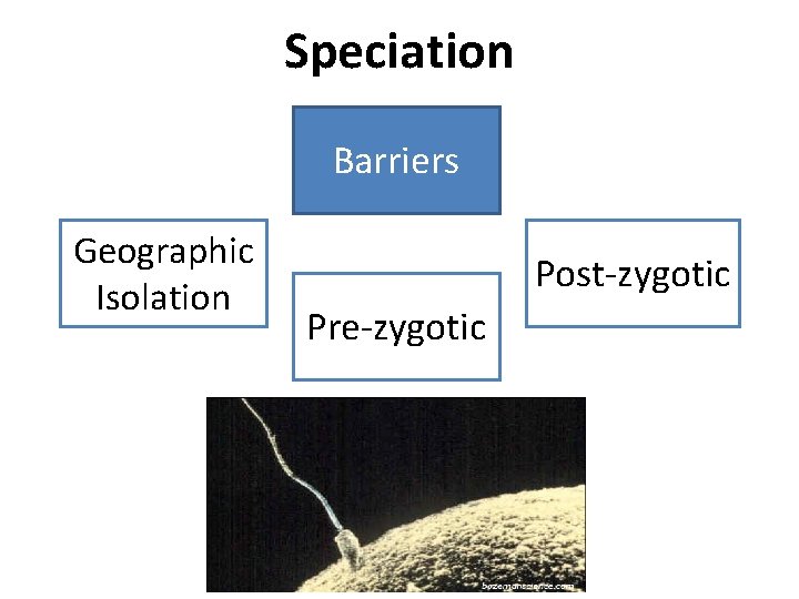 Speciation Barriers Geographic Isolation Post-zygotic Pre-zygotic Speciation Barriers Geographic Isolation Post-zygotic Pre-zygotic