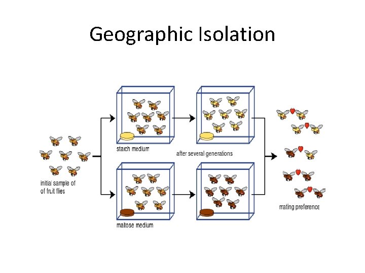Geographic Isolation Geographic Isolation
