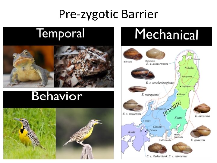 Pre-zygotic Barrier Pre-zygotic Barrier