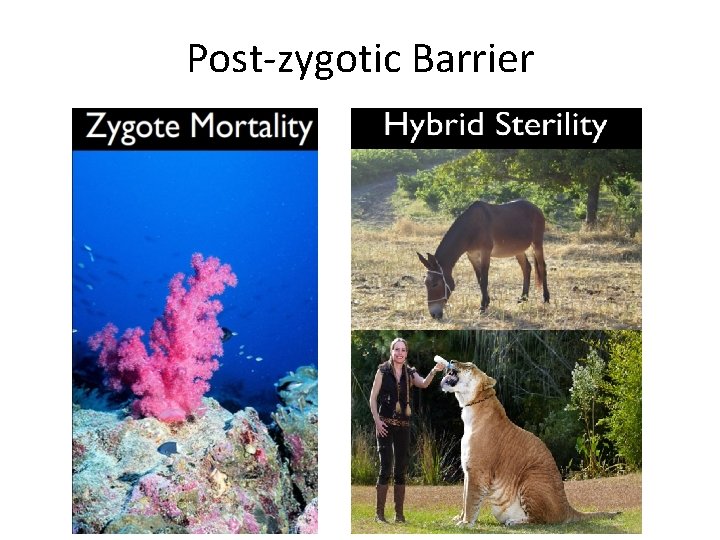 Post-zygotic Barrier Post-zygotic Barrier