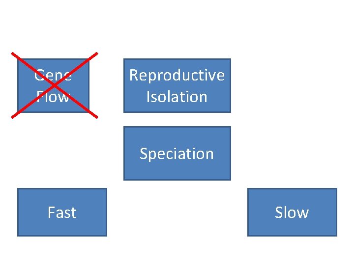 Gene Flow Reproductive Isolation Speciation Fast Slow Gene Flow Reproductive Isolation Speciation Fast Slow
