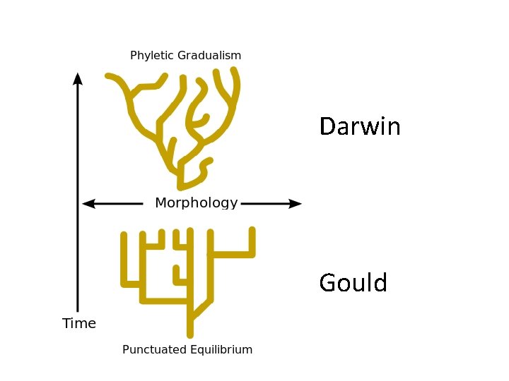 Darwin Gould Darwin Gould
