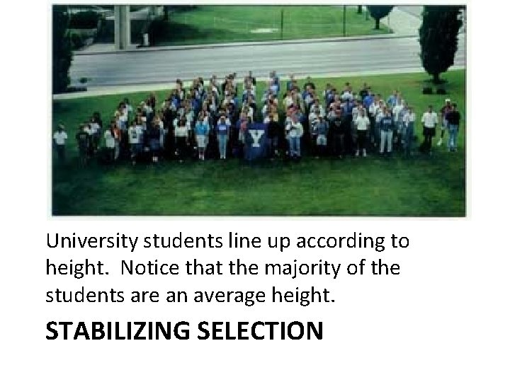 University students line up according to height. Notice that the majority of the students University students line up according to height. Notice that the majority of the students