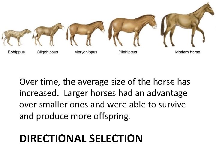 Over time, the average size of the horse has increased. Larger horses had an Over time, the average size of the horse has increased. Larger horses had an