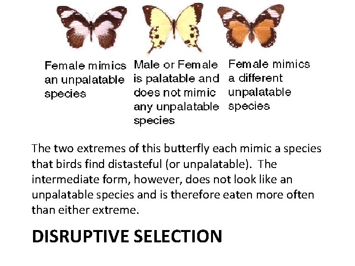 The two extremes of this butterfly each mimic a species that birds find distasteful The two extremes of this butterfly each mimic a species that birds find distasteful