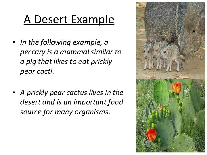A Desert Example • In the following example, a peccary is a mammal similar A Desert Example • In the following example, a peccary is a mammal similar