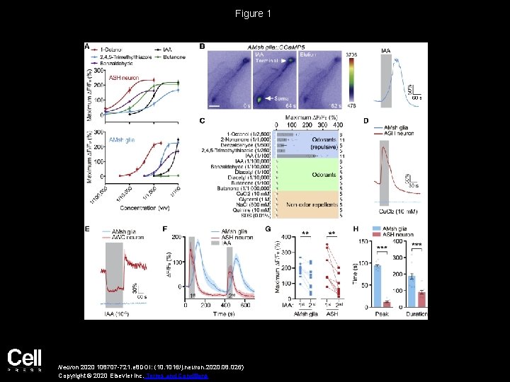 Figure 1 Neuron 2020 108707 -721. e 8 DOI: (10. 1016/j. neuron. 2020. 08.