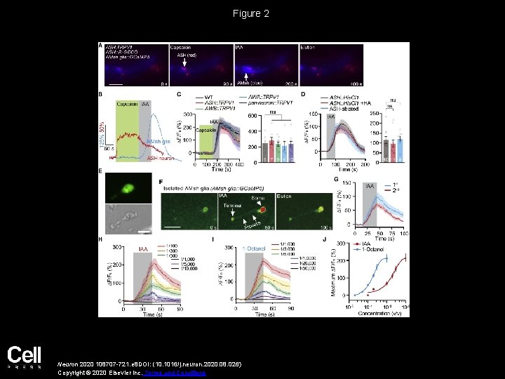 Figure 2 Neuron 2020 108707 -721. e 8 DOI: (10. 1016/j. neuron. 2020. 08.