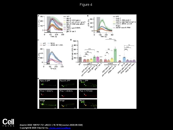 Figure 4 Neuron 2020 108707 -721. e 8 DOI: (10. 1016/j. neuron. 2020. 08.