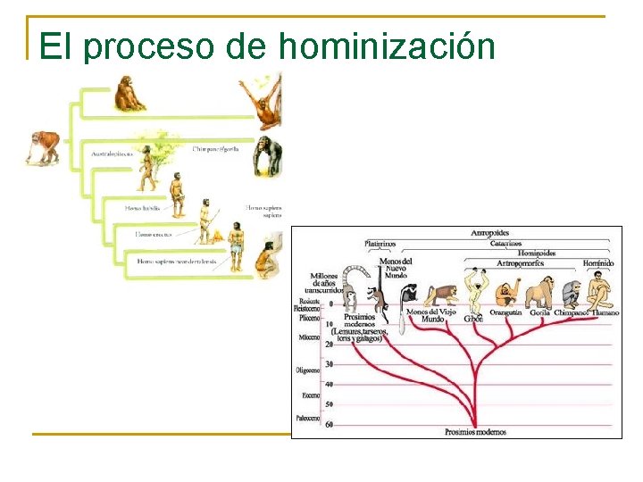El proceso de hominización 
