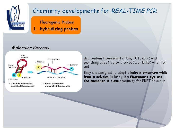Chemistry developments for REAL-TIME PCR Fluorogenic Probes 1. hybridizing probes Molecular Beacons also contain