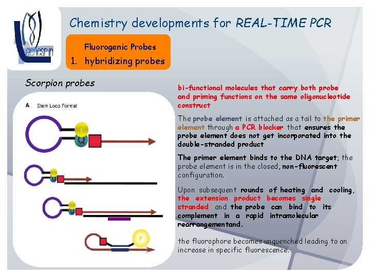 Chemistry developments for REAL-TIME PCR Fluorogenic Probes 1. hybridizing probes Scorpion probes bi-functional molecules
