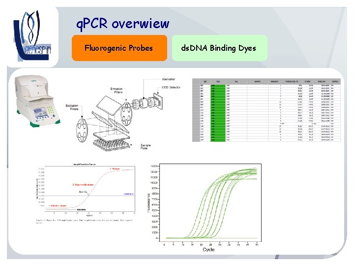 q. PCR overwiew Fluorogenic Probes ds. DNA Binding Dyes 