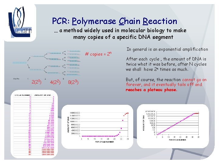 PCR: Polymerase Chain Reaction … a method widely used in molecular biology to make