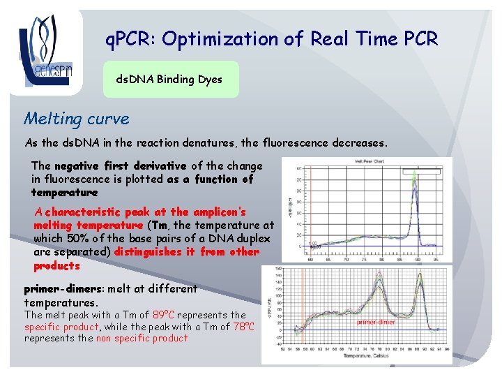q. PCR: Optimization of Real Time PCR ds. DNA Binding Dyes Melting curve As
