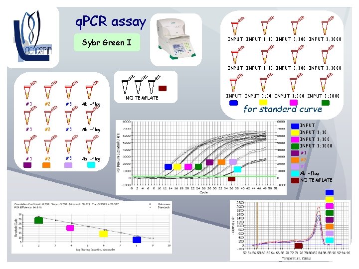 q. PCR assay Sybr Green I INPUT 1: 10 INPUT 1: 1000 NO TEMPLATE