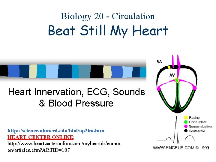 Biology 20 - Circulation Beat Still My Heart Innervation, ECG, Sounds & Blood Pressure