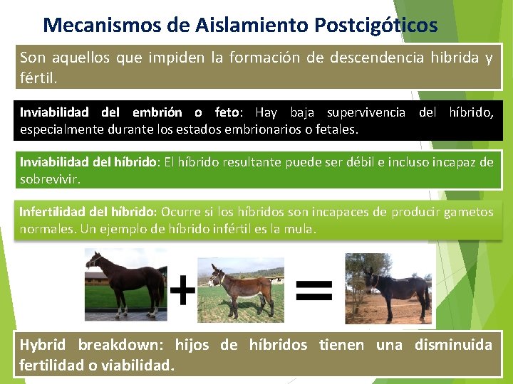 Mecanismos de Aislamiento Postcigóticos Son aquellos que impiden la formación de descendencia hibrida y