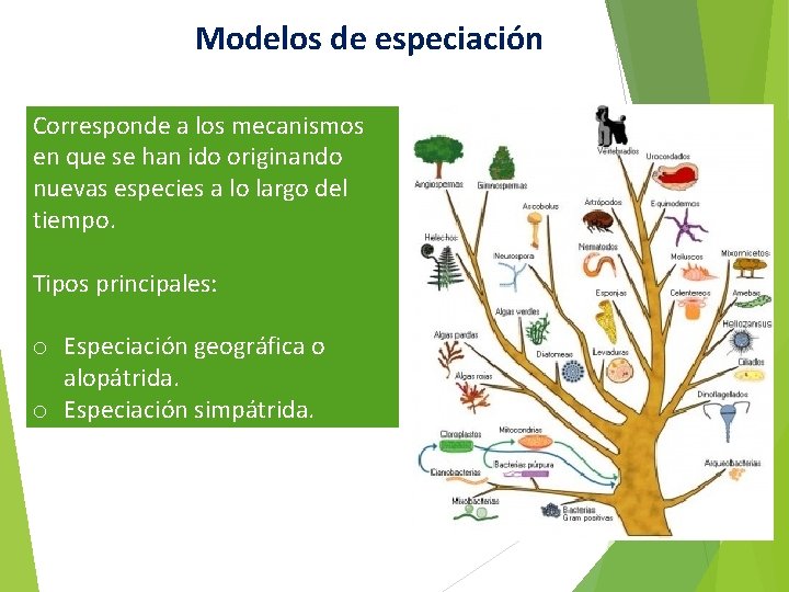 Modelos de especiación Corresponde a los mecanismos en que se han ido originando nuevas