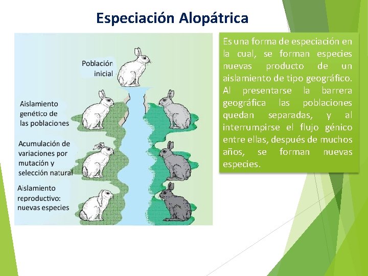 Especiación Alopátrica Es una forma de especiación en la cual, se forman especies nuevas