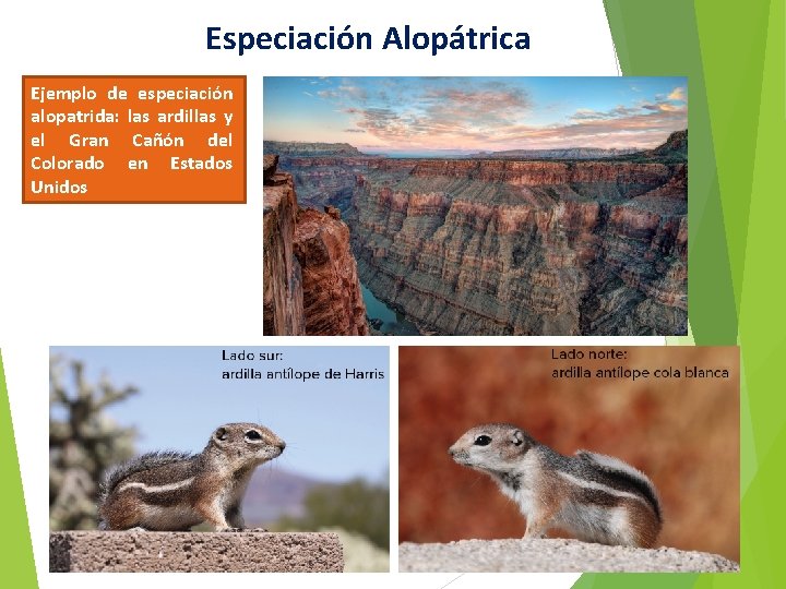 Especiación Alopátrica Ejemplo de especiación alopatrida: las ardillas y el Gran Cañón del Colorado