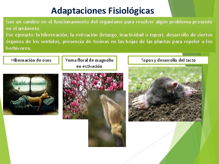 Adaptaciones Fisiológicas Son un cambio en el funcionamiento del organismo para resolver algún problema