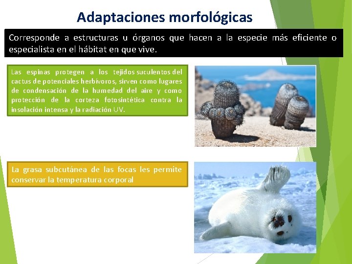 Adaptaciones morfológicas Corresponde a estructuras u órganos que hacen a la especie más eficiente