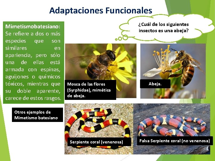 Adaptaciones Funcionales Mimetismobatesiano: Se refiere a dos o más especies que son similares en