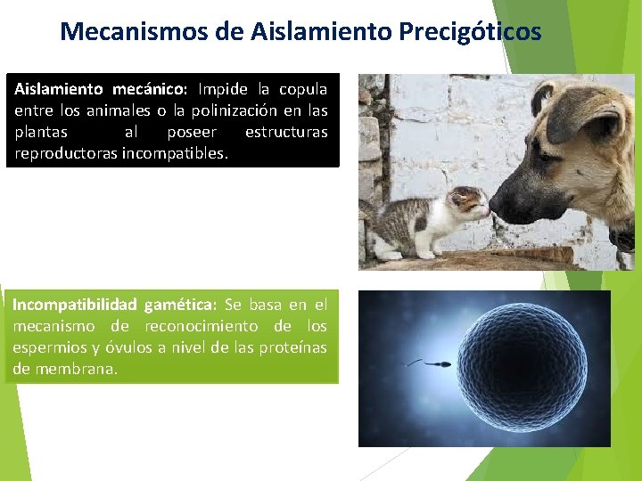 Mecanismos de Aislamiento Precigóticos Aislamiento mecánico: Impide la copula entre los animales o la