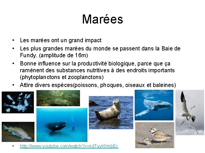 Marées • Les marées ont un grand impact • Les plus grandes marées du