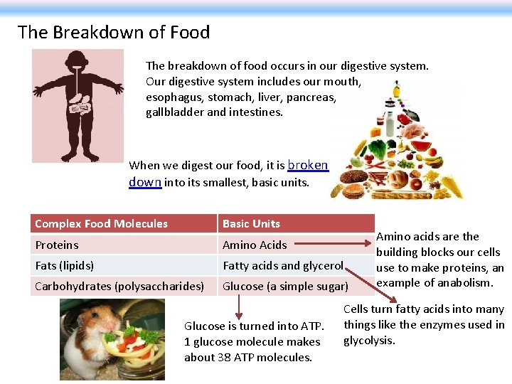 Food Breakdown Process Cellular Respiration Metabolism is the set of chemical
