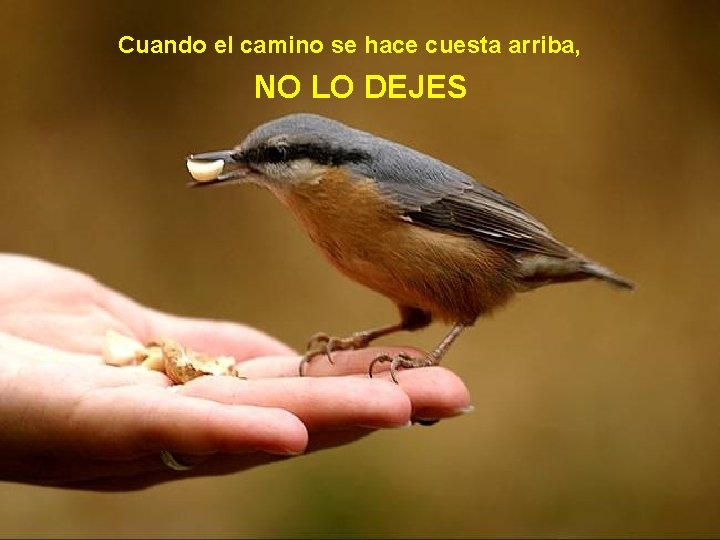 Cuando el camino se hace cuesta arriba, NO LO DEJES 