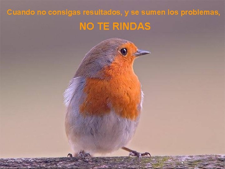 Cuando no consigas resultados, y se sumen los problemas, NO TE RINDAS 