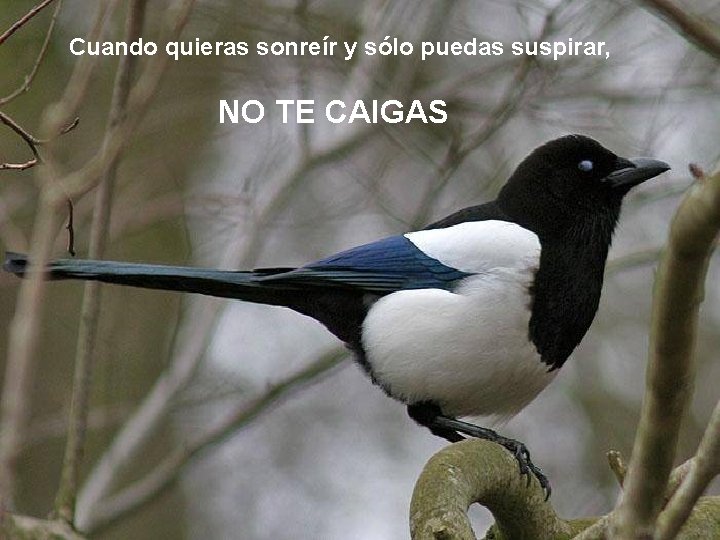 Cuando quieras sonreír y sólo puedas suspirar, NO TE CAIGAS 