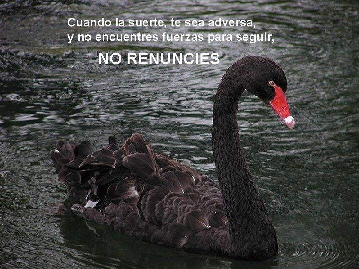 Cuando la suerte, te sea adversa, y no encuentres fuerzas para seguir, NO RENUNCIES