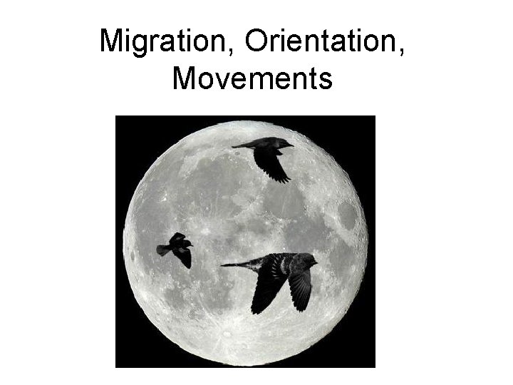 Migration, Orientation, Movements 