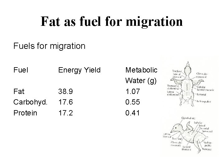 Fat as fuel for migration Fuels for migration Fuel Energy Yield Fat Carbohyd. Protein