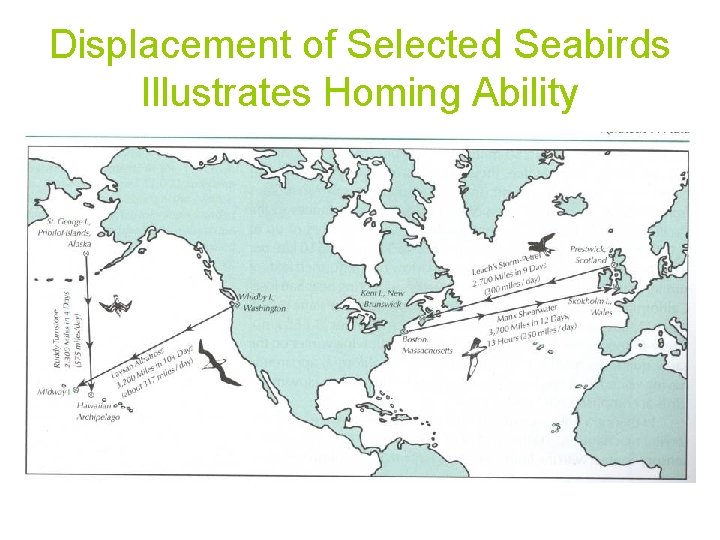 Displacement of Selected Seabirds Illustrates Homing Ability 