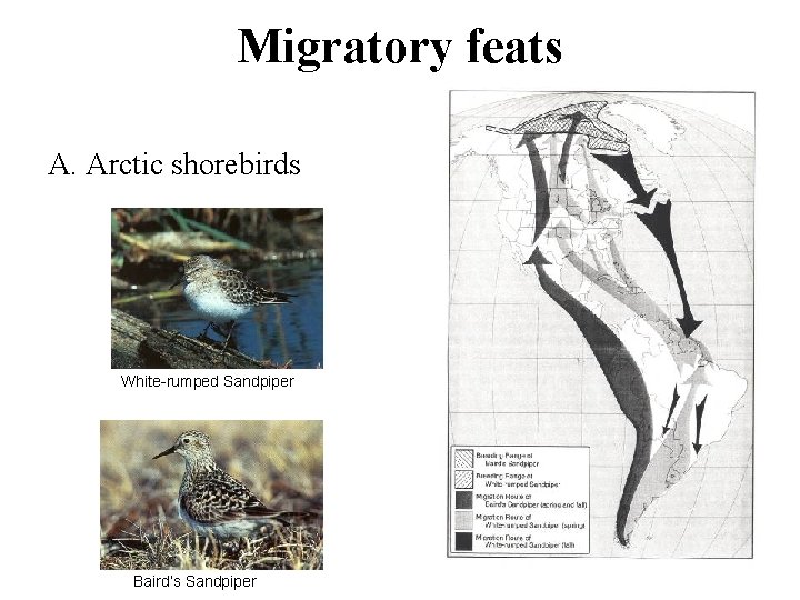 Migratory feats A. Arctic shorebirds White-rumped Sandpiper Baird’s Sandpiper 