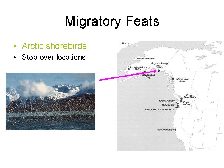 Migratory Feats • Arctic shorebirds: • Stop-over locations 