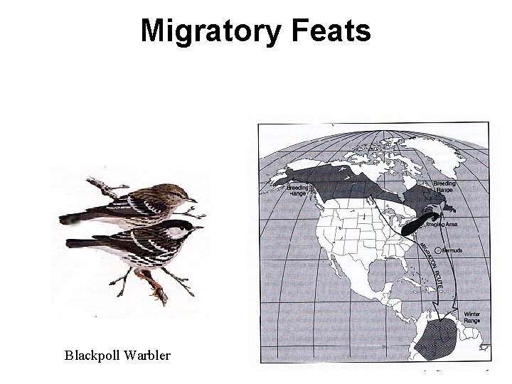 Migratory Feats Blackpoll Warbler 