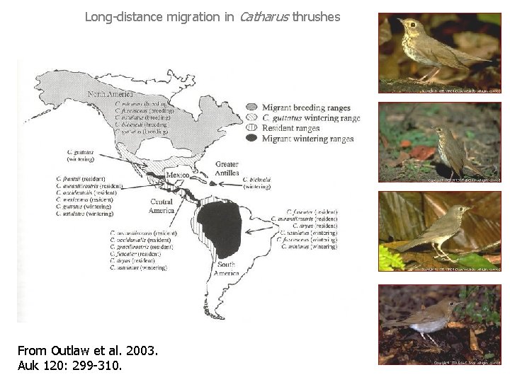 Long-distance migration in Catharus thrushes From Outlaw et al. 2003. Auk 120: 299 -310.